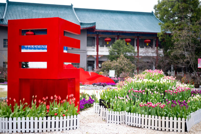 兰花茶梅郁金香桃花竞放 武汉植物园23℃花屋邀您温暖过年 马年福利同步送