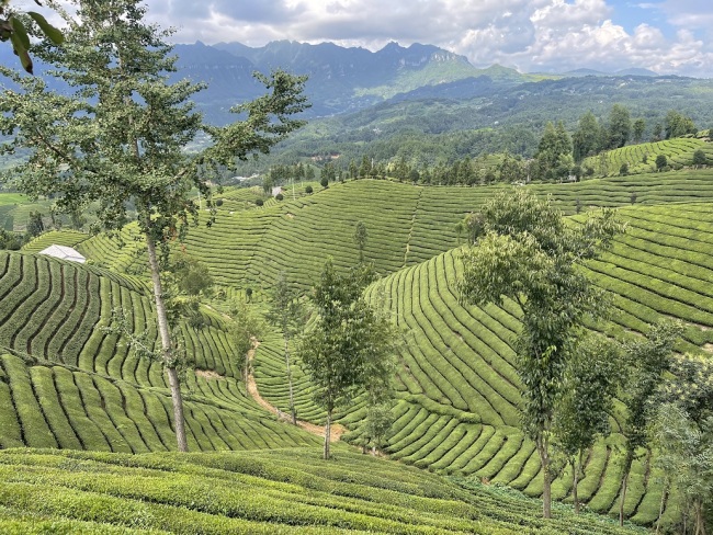 春茶贵如金,时间不等人——邮储银行恩施州分行“金融活水”精准滴灌茶产业