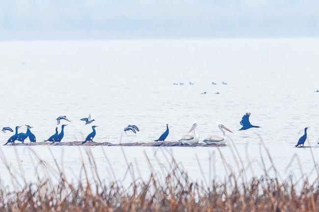 比大熊猫更为珍稀的“稀客”光顾江城  卷羽鹈鹕时隔3年重返沉湖