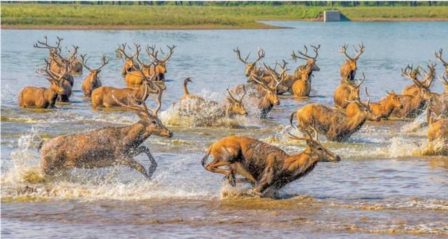 赏烂漫花海 观江豚麋鹿 品知音雅韵  石首桃花季启幕邀您赴春约
