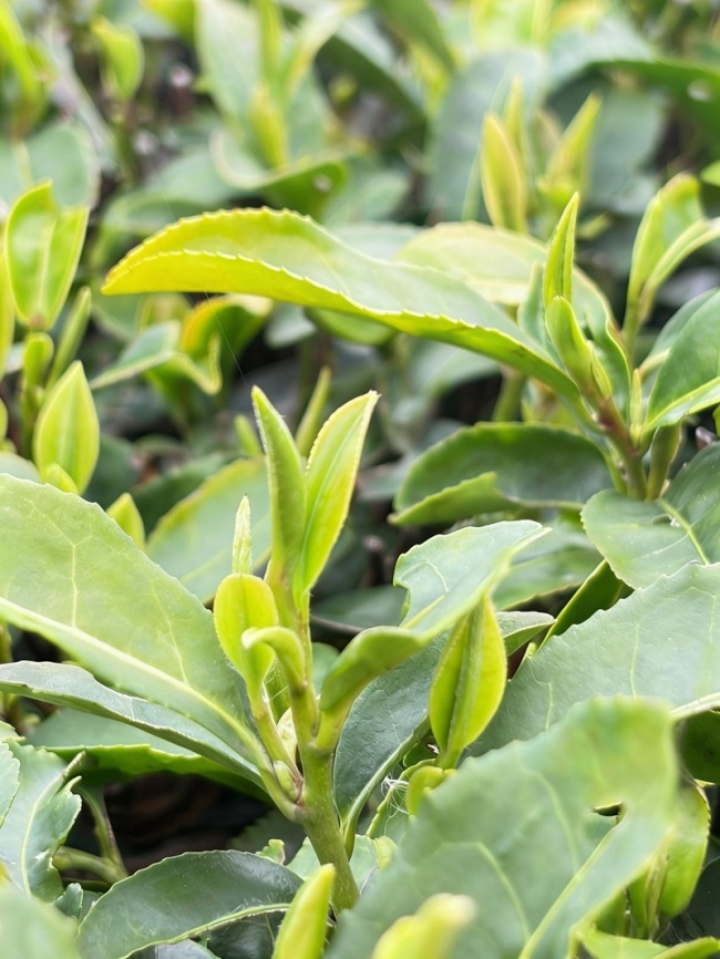 邮储银行孝感市分行精准滴灌茶产业高质量发展