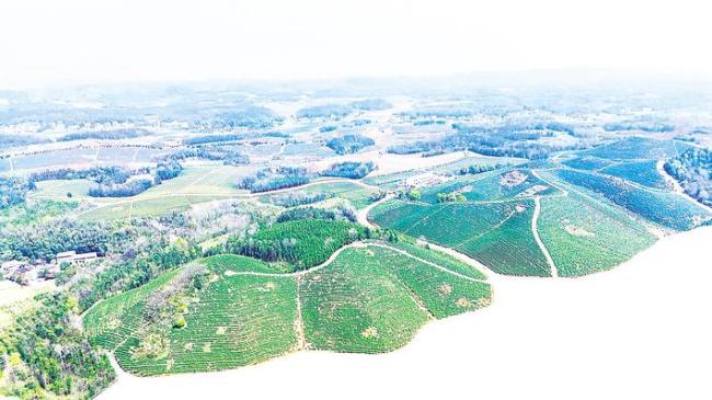 跨越山海 浙江新农人为何扎根鄂南山村