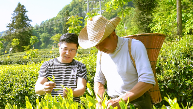 茶香里的“领头雁”——返乡创业者周立波以“茶”带富乡邻