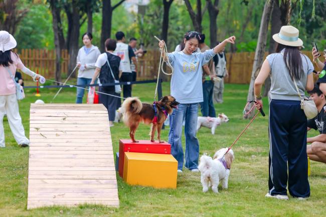 遛娃遛宠两相宜！武汉3.8公顷闲置绿地变身全时段宠物友好营地