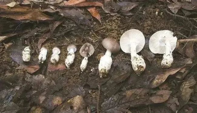 致命毒菇又来了！6人被毒倒一人全身换血4次