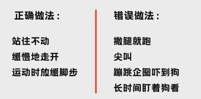 男童被狗咬伤离世！狂犬疫苗为何无用？