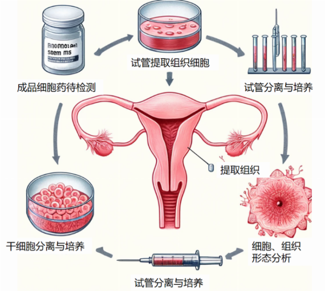 中南大学湘雅三医院、湖南自贸区环球细胞库合作开展干细胞修复宫腔粘连研究