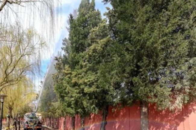 花粉季比往年提前来临！从不过敏的人为何今年突然喷嚏不止？
