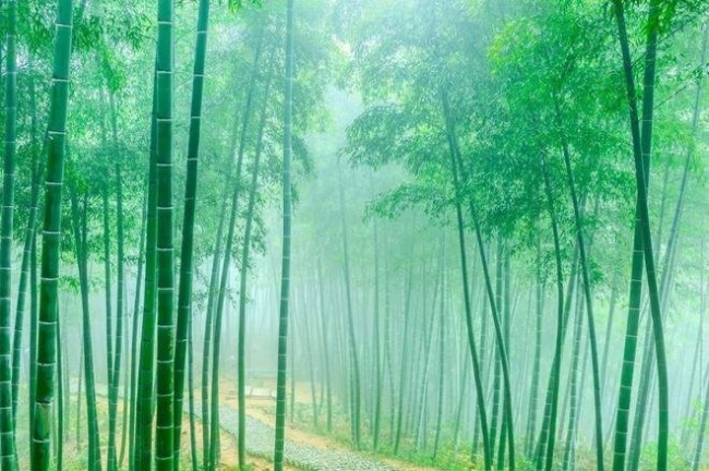 ▲靜謐的竹林。圖源/圖蟲創意