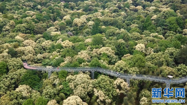 近日，在江西省赣州市大余县丫山国家级旅游度假区，大面积栗子花盛开。新华网发 严杰 摄