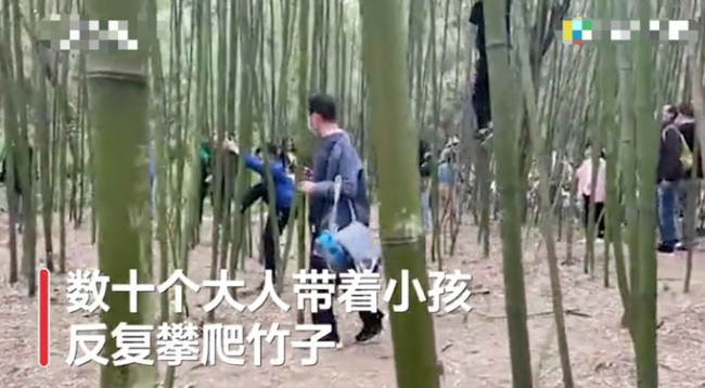 少林寺竹林被上百游客刻字，还有人吊在上边“荡秋千”！网友怒了