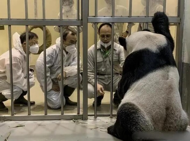 大陆专家已抵台探视熊猫 照片公布 直奔动物园 团团在乖乖吃药