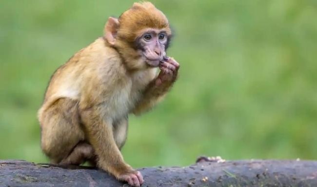 美国从柬埔寨进口的猴子，被发现携带罕见可能致命的病毒