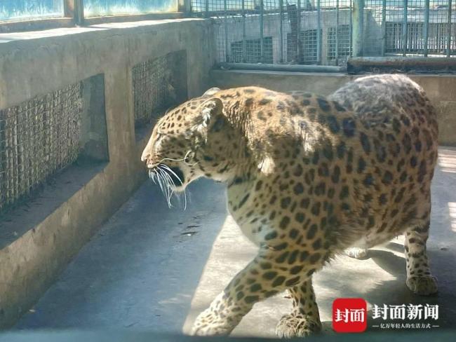 一只走红“胖豹”与2元“良心门票”背后：47岁的攀枝花动物园遭遇“难解题”？