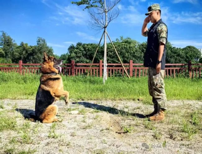 引导员和军犬，都是12年军龄的“同年兵”！