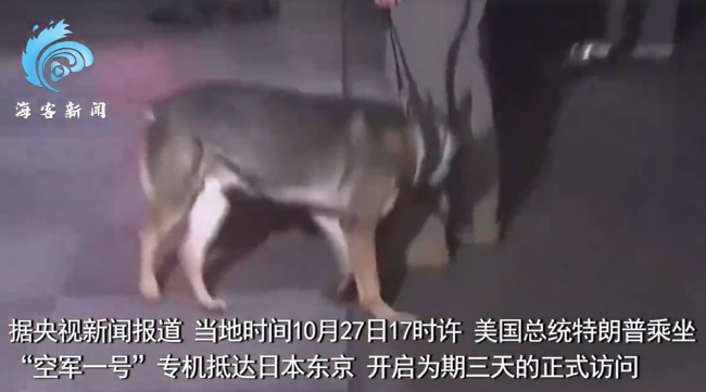 特朗普东京下榻酒店军犬检查车辆