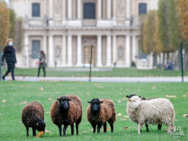  △巴黎市政厅利用绵羊吃草来代替草坪收割机，这成为一种有趣的环保方式。