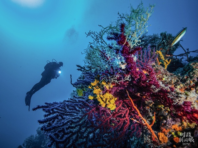 △5月22日是“国际生物多样性日”，位于土耳其艾瓦勒克群岛的海底珊瑚种类繁多，色彩斑斓。