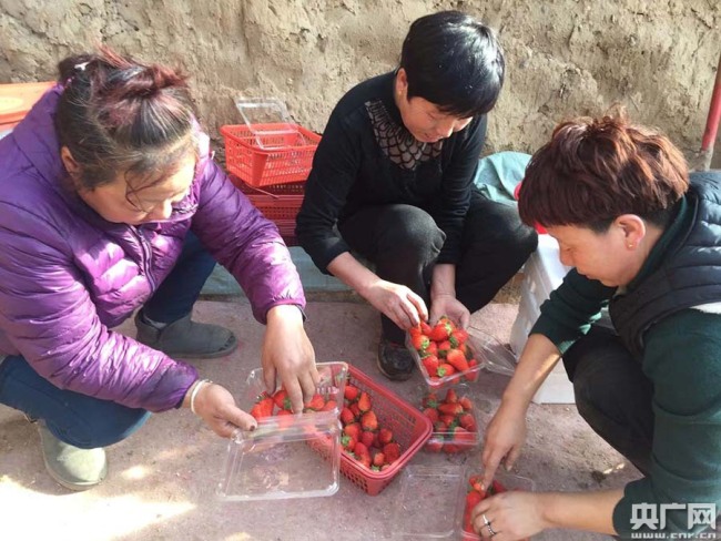 【新春走基层】特色产业带动致富 山西潞城开启百姓“莓”好生活