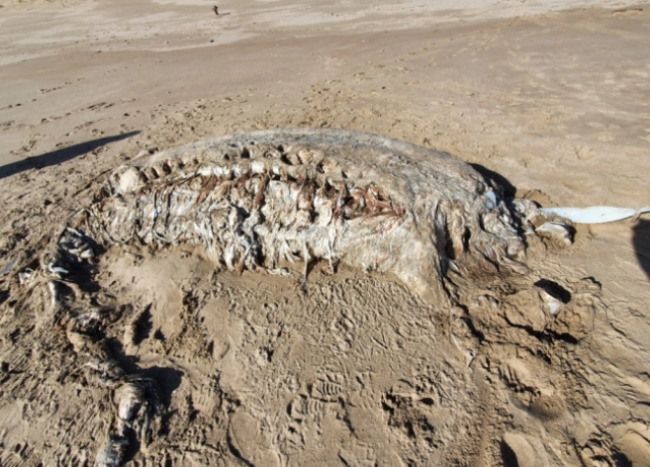 英国海滩现神秘海兽尸体：重4吨，无头无四肢