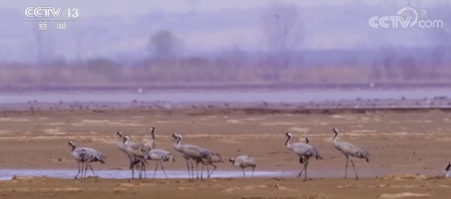 生态保护力度不断加大 候鸟群云集黄河湿地 多种鸟类和谐共生