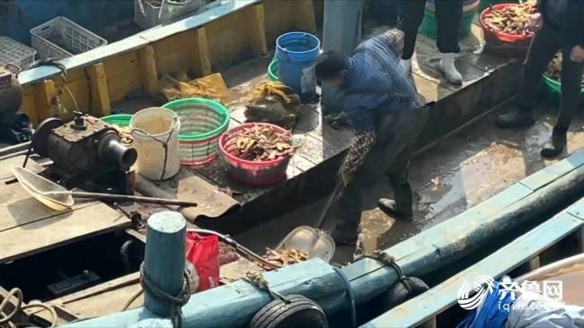 青岛海星事件最新进展：海星日增捕捞量10万斤 