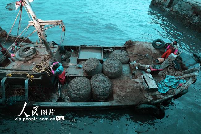 青岛胶州湾：渔民恢复贝类底播作业【2】