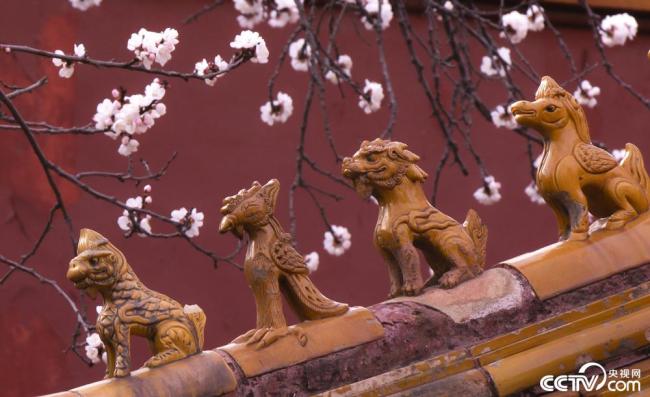 北京故宫内的杏花盛开