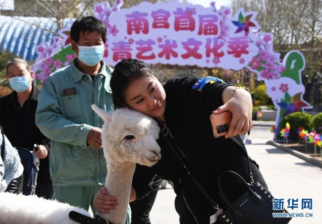 4月3日，在北京南宫五洲植物乐园，游客（右一）与羊驼合影留念。2021年南宫首届踏青艺术文化季于4月3日至5月10日举行。当日是清明小长假第一天。新华社记者 任超 摄