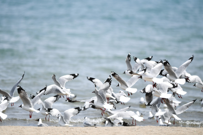 4月8日，一群棕头鸥在青海湖岸边飞翔。
