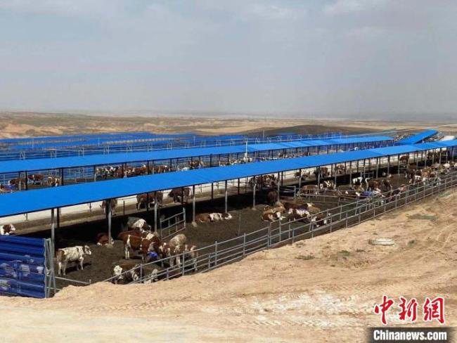 中国最大易地生态移民区探索养殖新路径：肉牛变股份 村民当股东