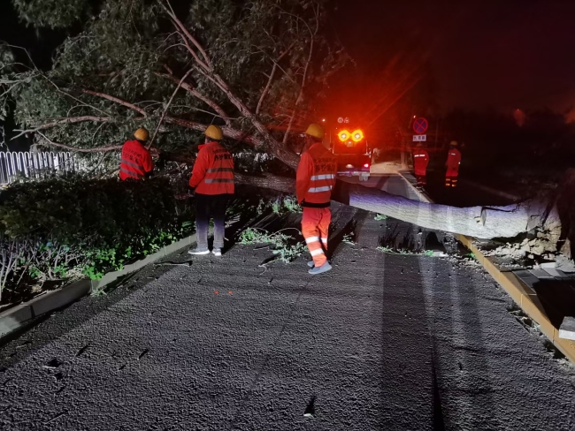 北京大风致41棵树木倒伏，园林绿化部门连夜处置