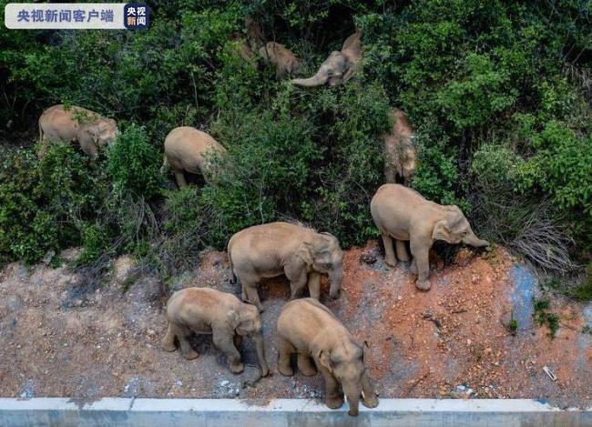 15头亚洲象群继续北迁
