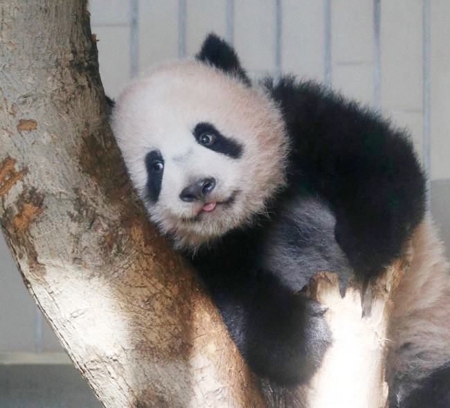 东京动物园大熊猫疑似怀孕附近中餐馆股票大涨