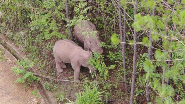 【跟着大象逛云南·“象”滇记】②普洱:“象”见恨晚的地方