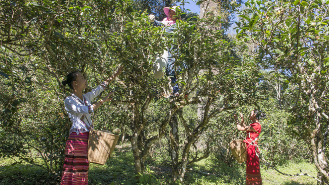 【跟着大象逛云南·“象”滇记】②普洱:“象”见恨晚的地方