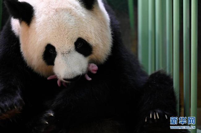中国旅法大熊猫“欢欢”产下双胞胎