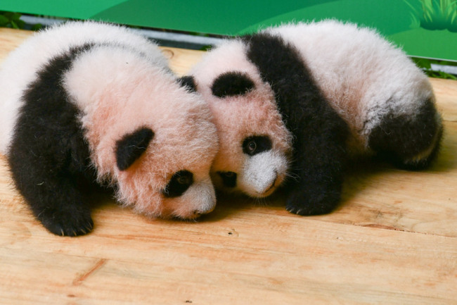 重庆动物园双胞胎大熊猫满百天。邹乐摄