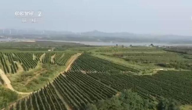 乡村振兴看一线 | 山东蓬莱：8万亩酿酒葡萄丰收 小葡萄串起大产业