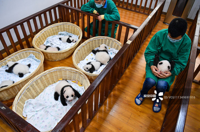 四川阿坝：2021年出生8只熊猫幼崽首次同框留影编辑图片素材-ID:1349691916