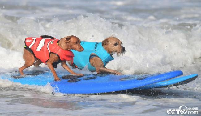 美国加州举行狗狗冲浪比赛