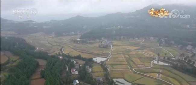 【丰收中国】四川剑阁：大山深处水稻收获正当时