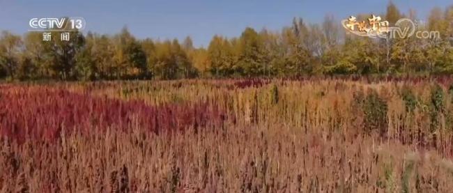 【丰收中国】青海乌兰：藜麦成熟丰收季 姹紫嫣红如画卷
