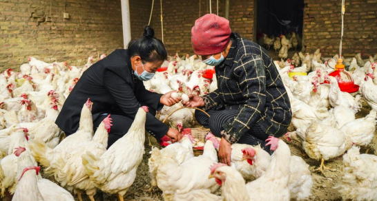 新疆库尔勒：自动化养鸡场投入使用 开启乡村振兴新篇章