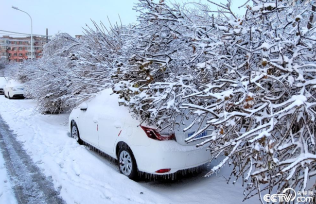 雪、雨夹雪、冻雨交替来袭。11月8日，哈尔滨市重大气象灾害（暴雪）应急响应由Ⅲ级提升为Ⅱ级，全市所有建筑工地一律停产停工，全市所有中小学、职业学校、幼儿园、教育培训机构等一律停课、停园，各机关事业单位的公职人员，非紧急公务需要，一律居家办公。