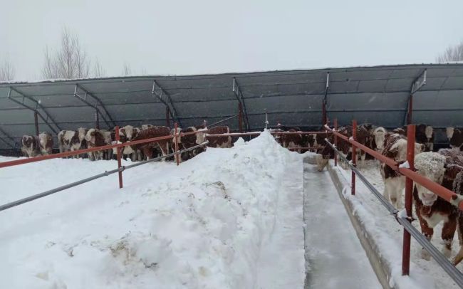 通辽暴雪后牧棚受潮 专家:谨防牲畜感冒