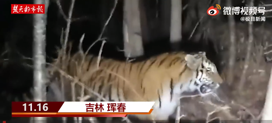 男子上班偶遇东北虎淡定跟拍