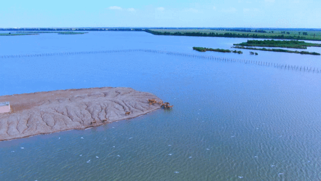 七里海湿地将迎来40多万只候鸟