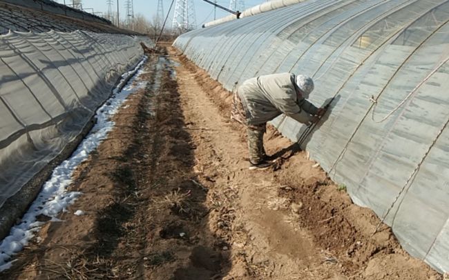 北京发布冬季蔬菜稳产保供技术指导意见，4种恶劣天气有应对措施