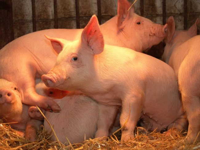 中外猪肉有何差别 遗传学揭开风味的秘密